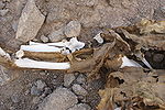 The lower hind leg of a dead dromedary.