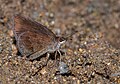 * Nomination: Cose wing puddling of Astictopterus jama olivascens Moore, 1878 – Indo-Chinese Forest HopperThis image was uploaded as part of Wiki Loves Butterfly.I,--SVKMBFLY 13:14, 23 October 2024 (UTC) * * Review needed