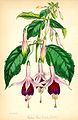 Fuchsia sp.