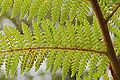 Unidentified fern with spores showing in Rotorua, NZ.