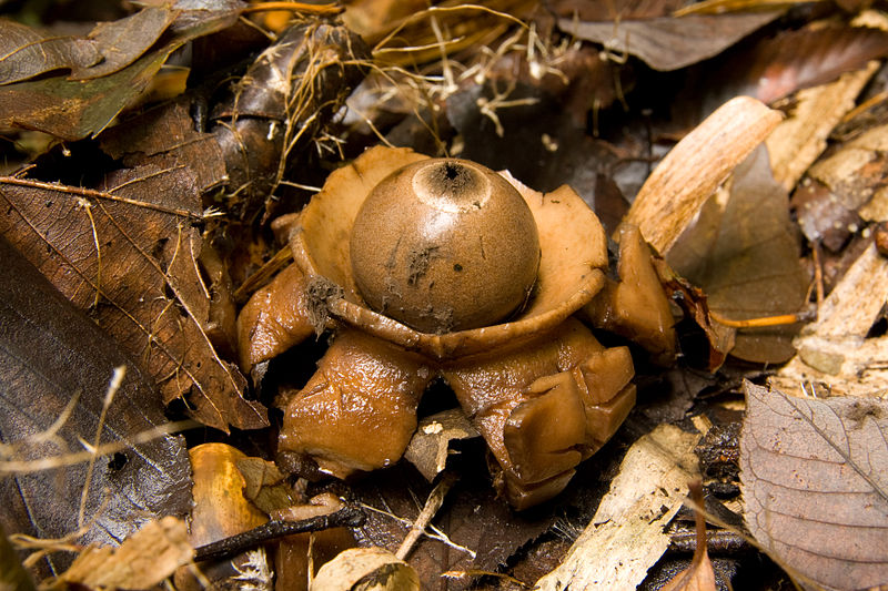 File:Geastrum triplex 06.jpg