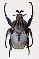 Goliathus cacicus à Jonsdorf (Allemagne)