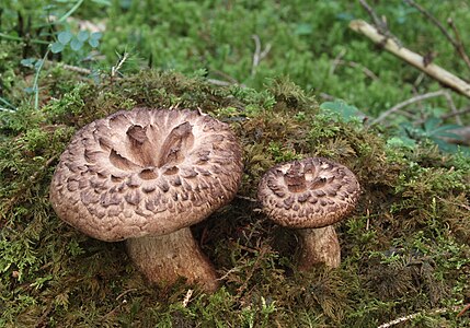 Sarcodon imbricatus (Shingled Hedgehog)