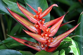 Heliconia angusta 9zz.jpg