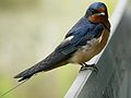 Nisqually National Wildlife Refuge