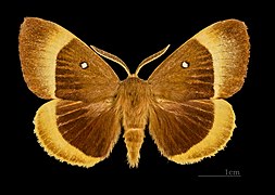 Lado dorsal do macho MHNT