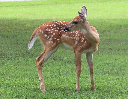 Faon de Cerf de Virginie (Odocoileus virginianus).