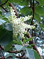 Arbutus menziesii—