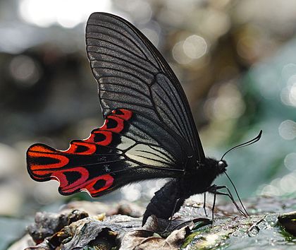 Photographie d’un papillon rouge et noir.