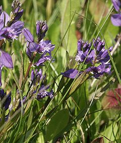 Обикновена телчарка (P. vulgaris)