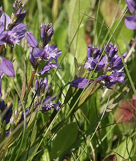 Истод обыкновенный (Polygala vulgaris)