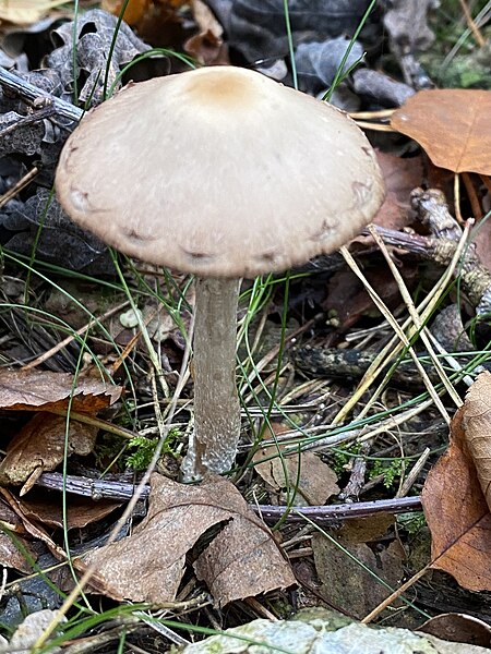 File:Psathyrella artemisiae 101075189.jpg