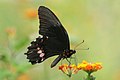 Papilio anchisiades (Ruby-spotted Swallowtail)