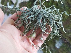 Ramalina fraxinea 91256179.jpg