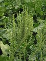 Inflorescence (sugar beet)