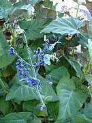 Salvia macrophylla