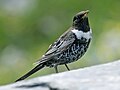 Turdus torquatus (cat.)