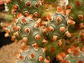 Tephrocactus molinensis