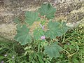 Common mallow (Μολόχα)