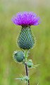 Cirsium vulgare