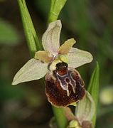 Ophrys × aschersonii