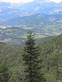 Un abiete (Abies alba) con as faixas de Puiarruego y Belsierre endezaga.