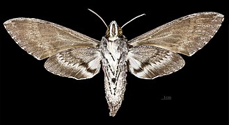 Female underside