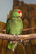 Amazon parrot