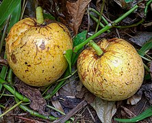 Annona glabra - Fruits.jpg