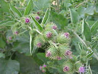 Arctium minus