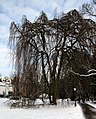 Fagus sylvatica pendula