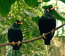 Pakalnu mainas (Gracula religiosa)