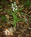 Cephalanthera longifolia Austria - Niederösterreich Alpenostrand