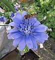 Cichorium endivia (tribù Cichorieae - sottotribù Cichoriinae) (Endivia)