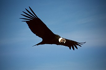 Cóndor andino sobrevolando el Valle del Colca en Perú