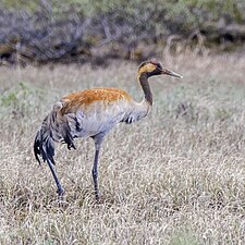 Juvenile in Norway, showing developing adult plumage