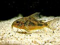 Corydoras paleatus