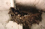 Niu d'oreneta comuna (Hirundo rustica).