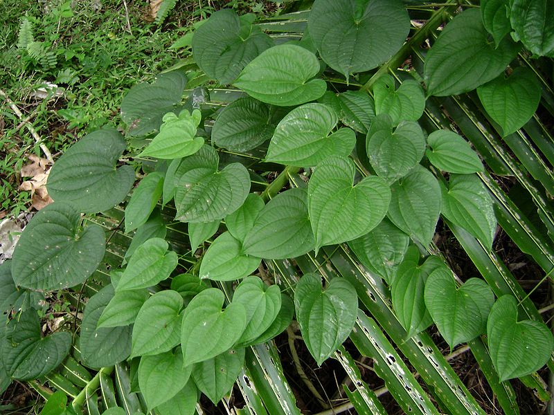 File:Dioscorea alata.jpg