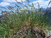 Festuca versicolor