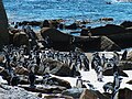 Boulders Beach Cape Town.