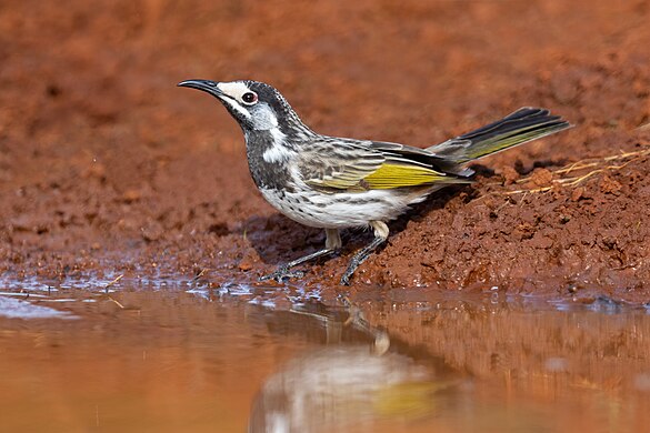 White-fronted honeyeater by JJ Harrison