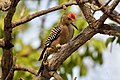 In Hermosillo, Sonora, Mexico