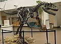 Allosaurus skeleton.