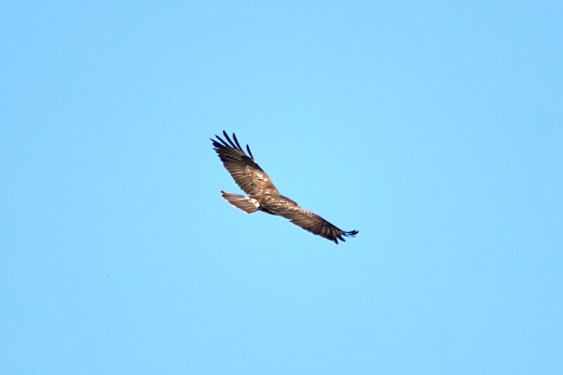 File:B. buteo, Elsdorf (DE) -- 2023 -- 0314.jpg