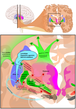 Basal ganglia in treatment of Parkinson's disease. Attribution-Share Alike 3.0 Unported licensing, attributed to Patrick J. Lynch, Andrew Gillies and Mikael Häggström