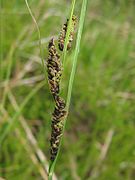 Carex nigra