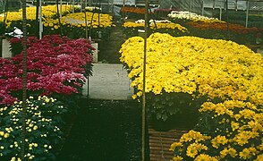 Mums - Chrysanthemum x morifolium