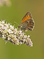 * Nomination: Small Heath (Coenonympha pamphilus), Lichtenwalde, Germany --LC-de 20:59, 20 August 2013 (UTC) * * Review needed