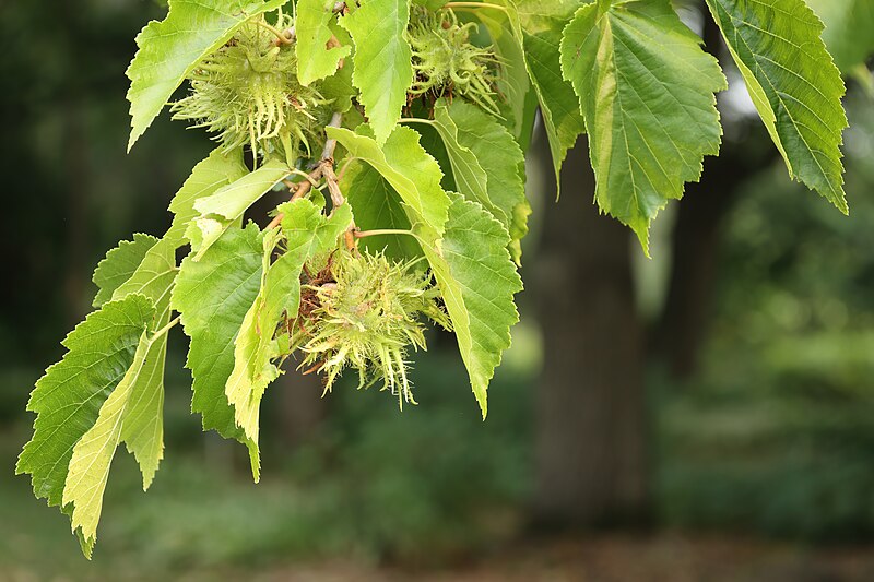 File:Corylus colurna JRVdH 03.jpg